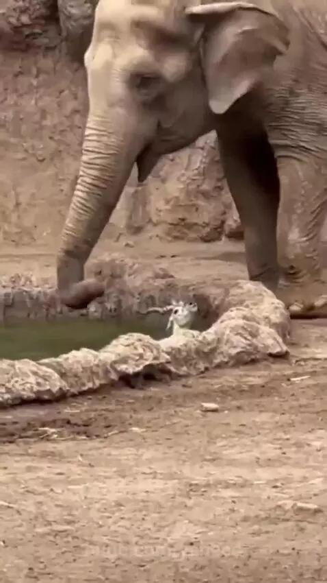 Elephant gently splashing water on a small, light-colored deer-like animal lying down.