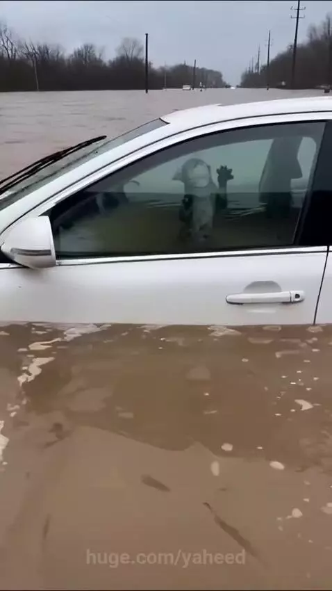 A tabby cat trapped inside a partially submerged car during a flood, looking distressed.