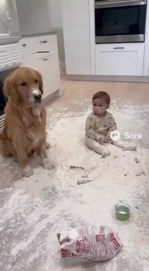 Golden retriever dog and baby covered in flour on kitchen floor, looking guilty.