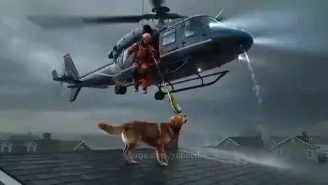 Rescuer in a harness descending from a helicopter to a golden retriever stranded on a flooded rooftop.