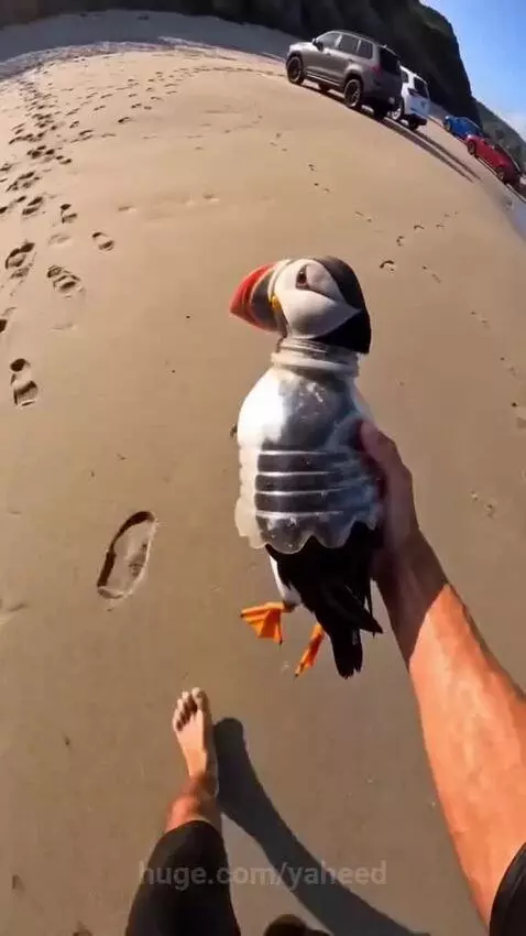 Surfer found a bird trapped in a plastic bottle and couldn't... by yaheed