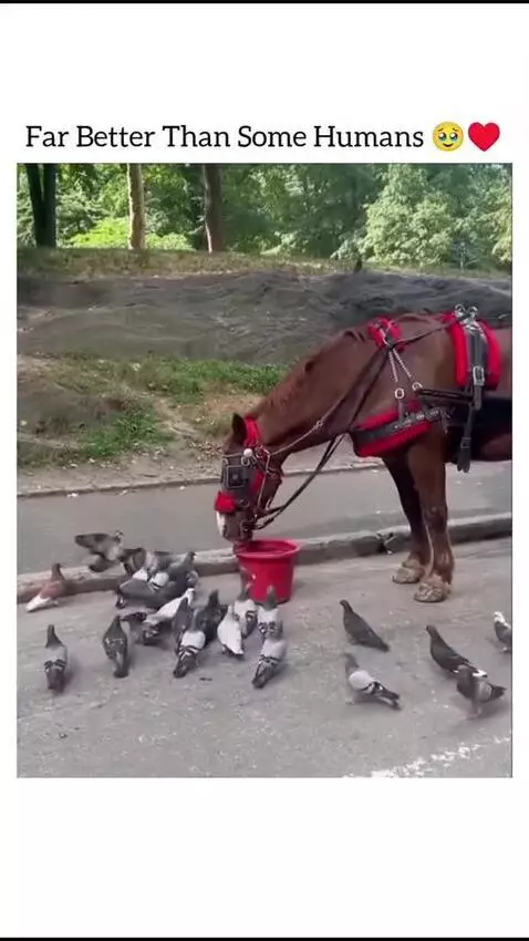 A brown horse eating from a bucket while surrounded by pigeons sharing its food.