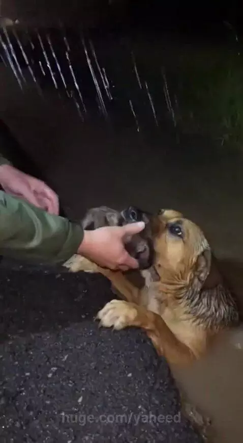 Exhausted mother dog wrapped in a towel, sleeping peacefully with her puppy after being rescued from the rain.