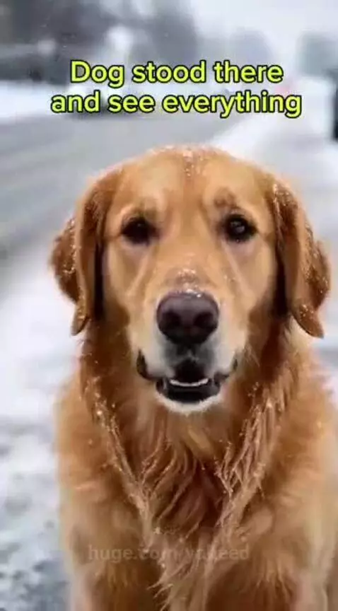 Golden retriever dog leading a pack of huskies to aggressively attack and destroy a car.