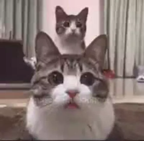 Two domestic cats, one white and tabby in the foreground with tongue slightly out, and a tabby cat behind, both looking at the camera.