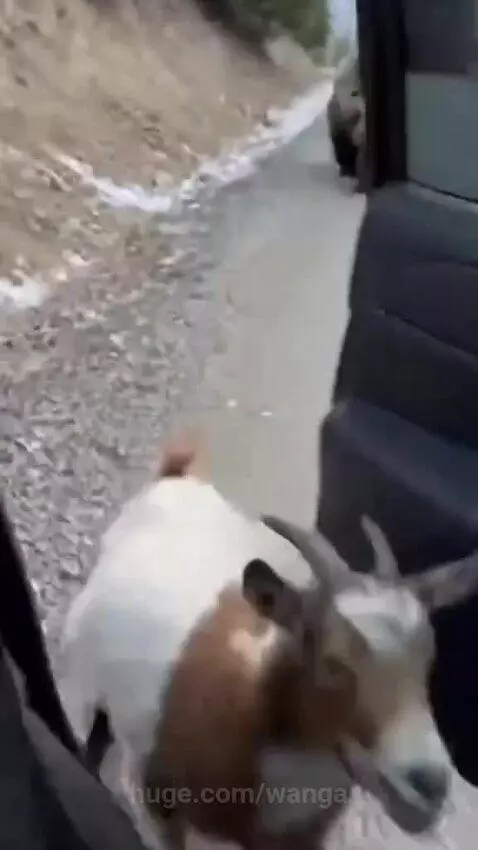 Man pulls a small goat into his car through the passenger window as a large bear growls aggressively outside.