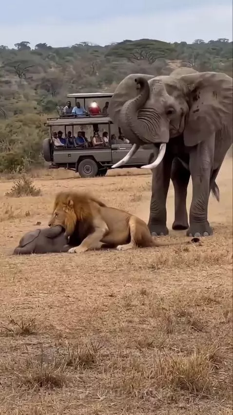 Mother elephant charging and lifting a lion with its trunk and tusks during a safari.