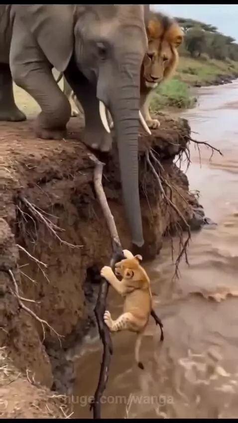 An elephant gently lifting a lion cub out of a muddy riverbank with its trunk.