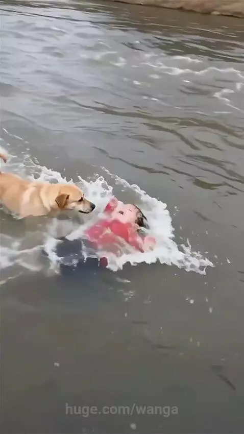 Baby in red jacket floating in river, being nudged by a dog towards the bank.