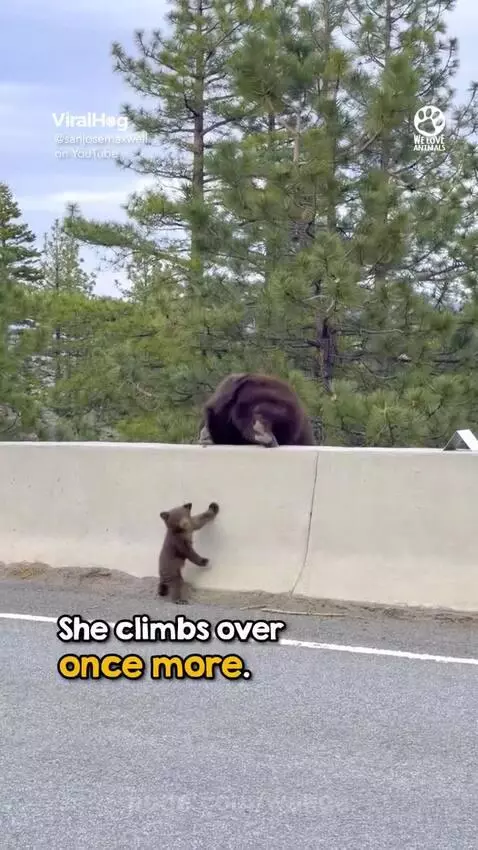 Mama Bear saves it's baby by wanga