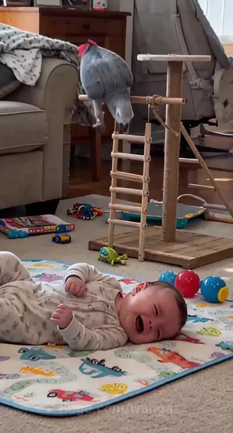 A baby lying on a playmat looks up at a grey parrot with a red tail approaching, moments before breaking into laughter.