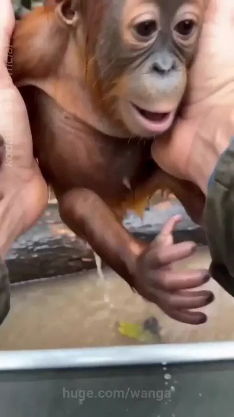 A small orangutan being held and comforted by a rescuer after being saved from floodwaters.