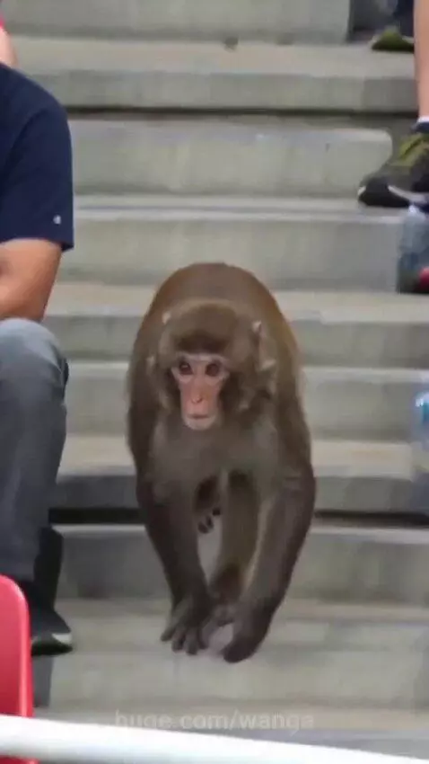 Monkey dribbling a soccer ball on a field and about to score a goal.