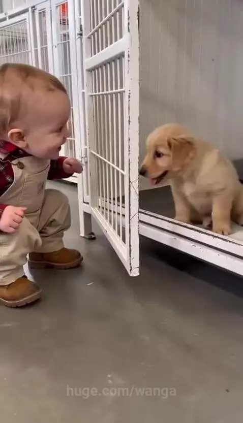 Toddler in overalls hugging a golden retriever puppy after it jumps into their lap.