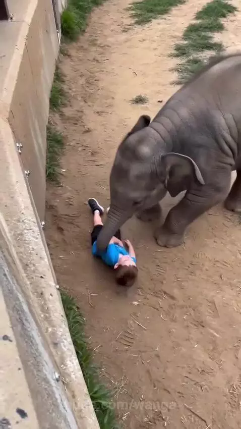 A baby elephant nudges a child, and an adult elephant lifts the child to safety over a barrier.