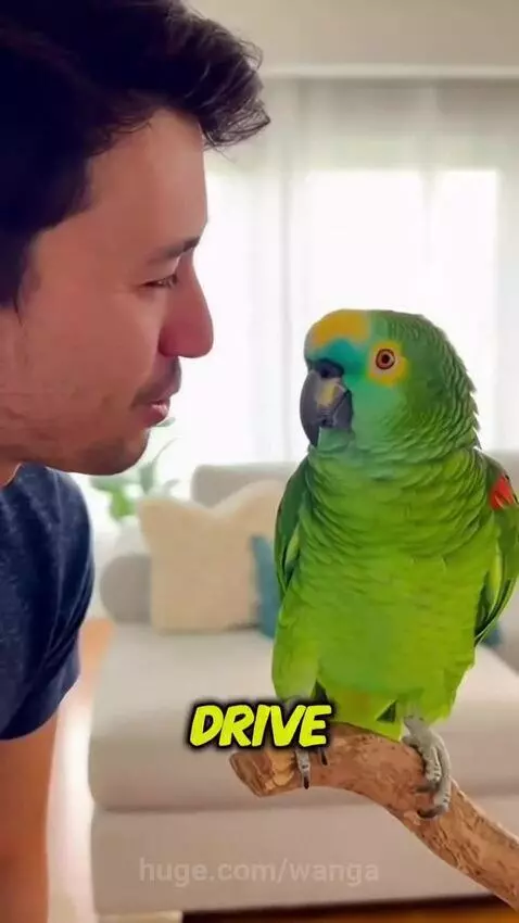 Green parrot perched on a stand, man laughing heartily at its riddle answer.