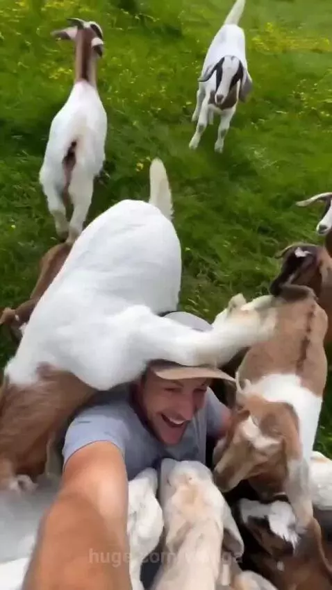 Man laughing as baby goats jump on him in a lush mountain valley with snow-capped peaks.