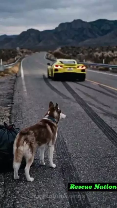 Police officer petting a husky dog and her three puppies after rescuing them from a trash bag.
