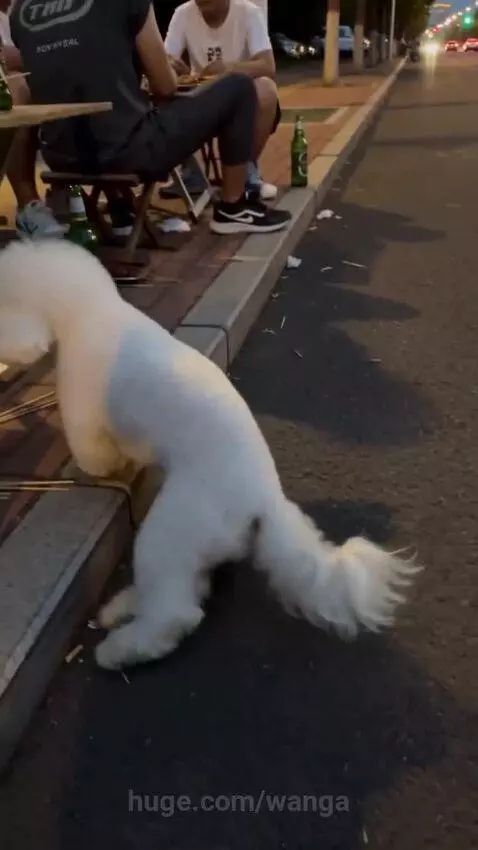 A fluffy white dog sits patiently by a curb, looking up expectantly as a man offers it a piece of chicken.