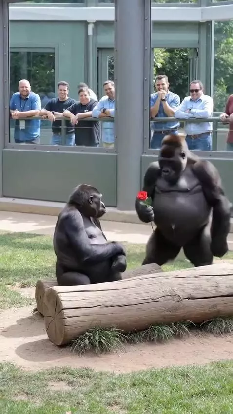 Male gorilla offering a red rose to a female gorilla in an enclosure, with spectators visible behind glass.