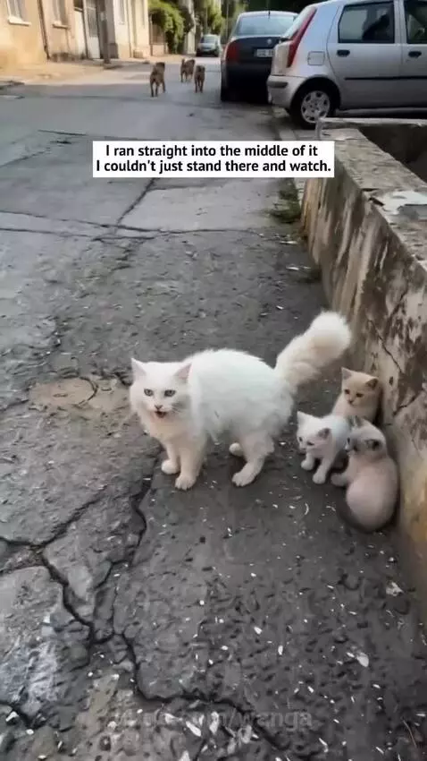 Mother cat hissing at dogs while protecting her three kittens huddled against a wall.