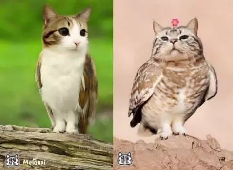 Two animated meowls, cat-owl hybrids, nuzzling each other affectionately.