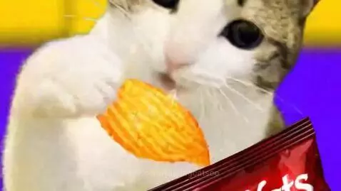 Cat pressing a red button, then reacting to eating a spicy ChipKats Hell potato chip.