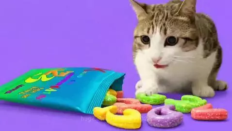 A tabby and white cat looking at a bag of 'Katwomeal 123 Number Kats' candies on a purple background.