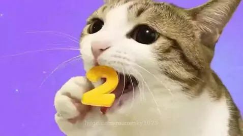 A cute tabby cat with wide eyes next to a bag labeled '123 ATWOEAL NUMBER KATS', eating a yellow treat.
