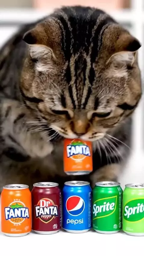 Tabby cat with green eyes looking at miniature soda cans, paw reaching for a Fanta can.