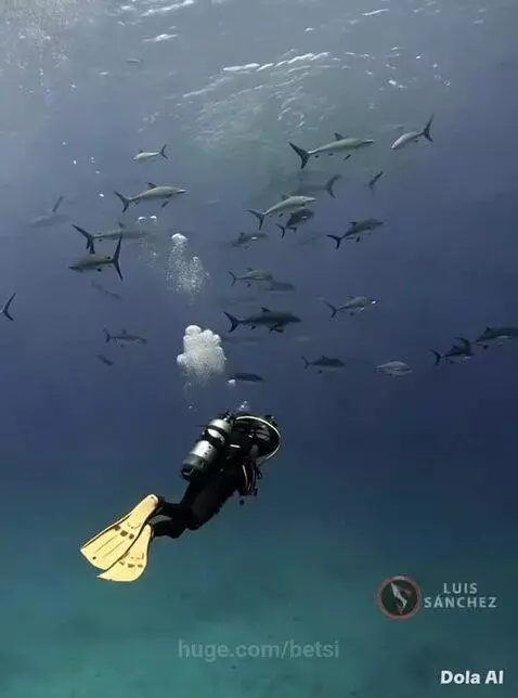 Diver in black wetsuit and yellow fins swimming underwater with a large school of sharks.