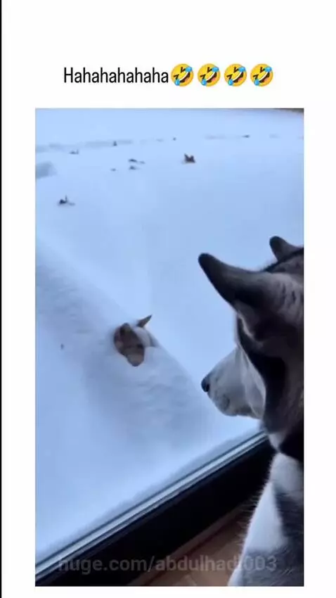Husky dog looking shocked and falling backward after a cat jumps out of the snow near a window.