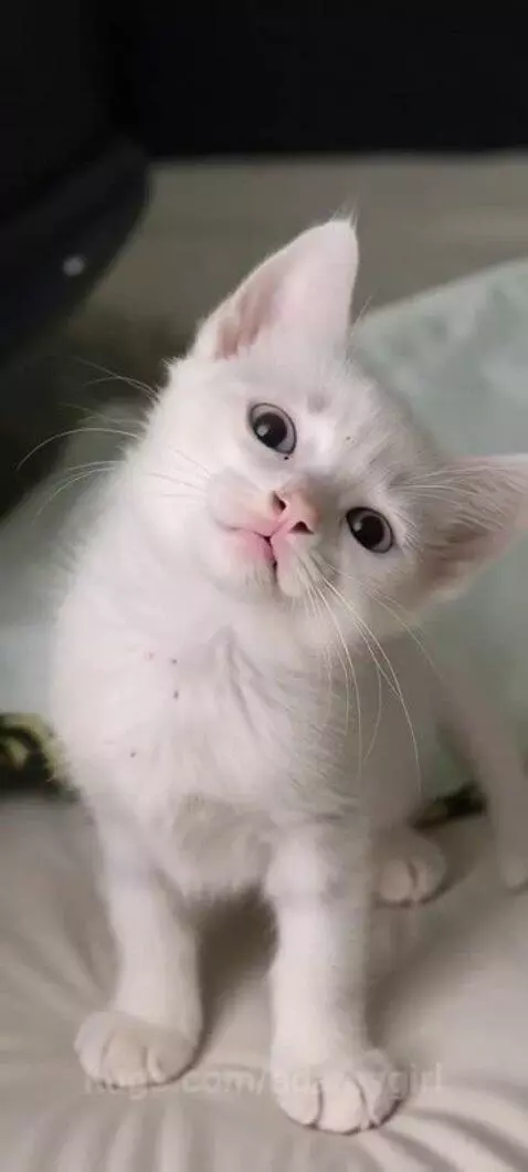 A fluffy white kitten with light blue eyes looking at the camera, stretching and showing its pink paw pads.