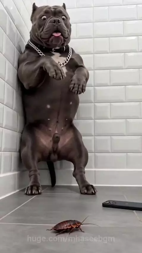Large dog frozen in fear from a cockroach, while a small chihuahua approaches with a spatula.