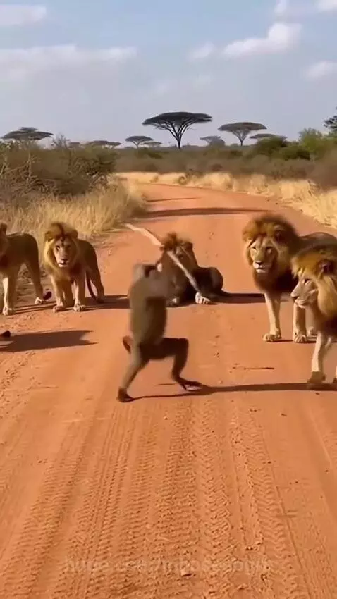 A baboon stands aggressively with a stick facing five lions on a dirt road in the savanna.