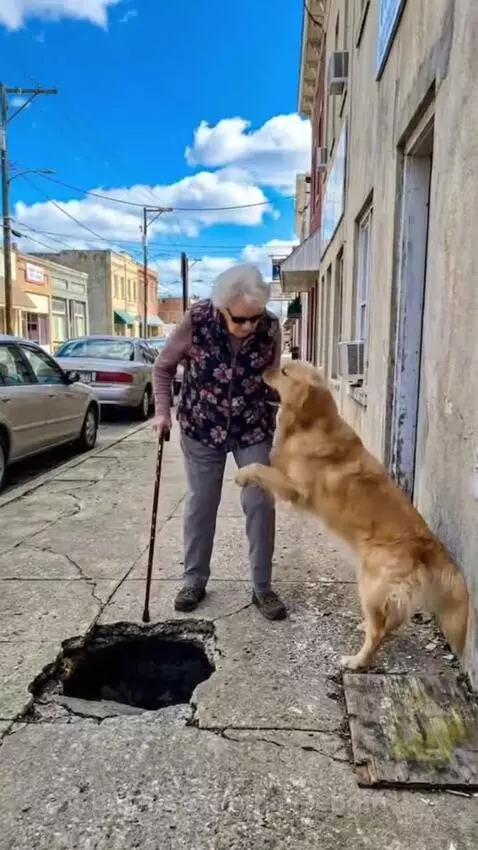 Golden retriever gently leads an elderly woman with a walking stick around a hole in the sidewalk.