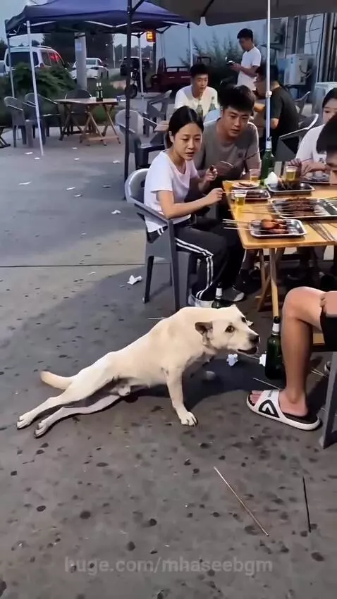 A white dog limping towards a table where people are eating, then standing up normally after receiving food.