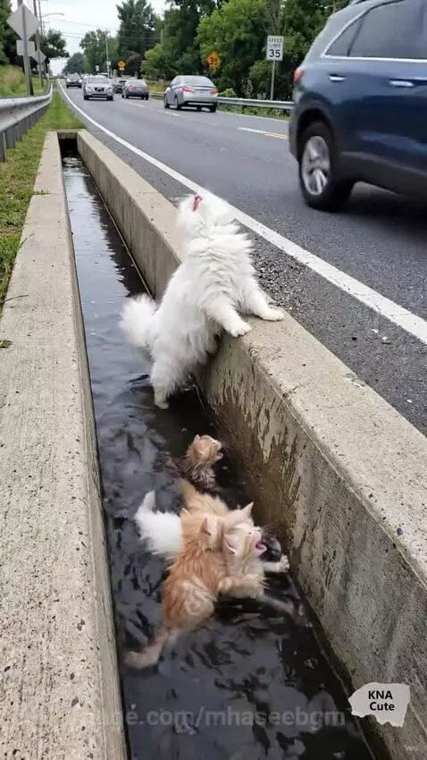 Mother cat and kittens rescued from a concrete ditch, looking distressed.