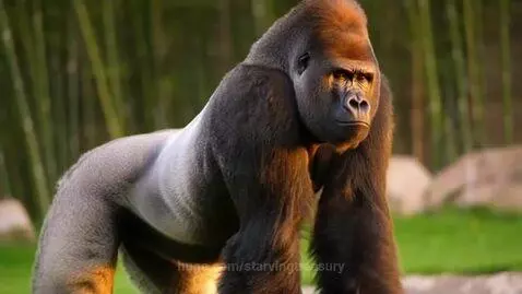 A powerful lowland gorilla stands on all fours in lush foliage, with a scenic lake and mountain backdrop.