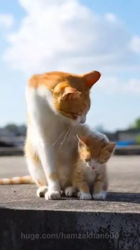 Ginger and white mother cat reaching down to rescue her kitten hanging from a concrete wall.