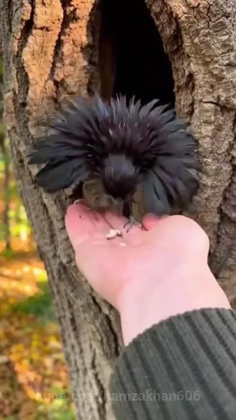 A small, dark bird with iridescent feathers perches on a hand to eat seeds, with autumn foliage in the background.