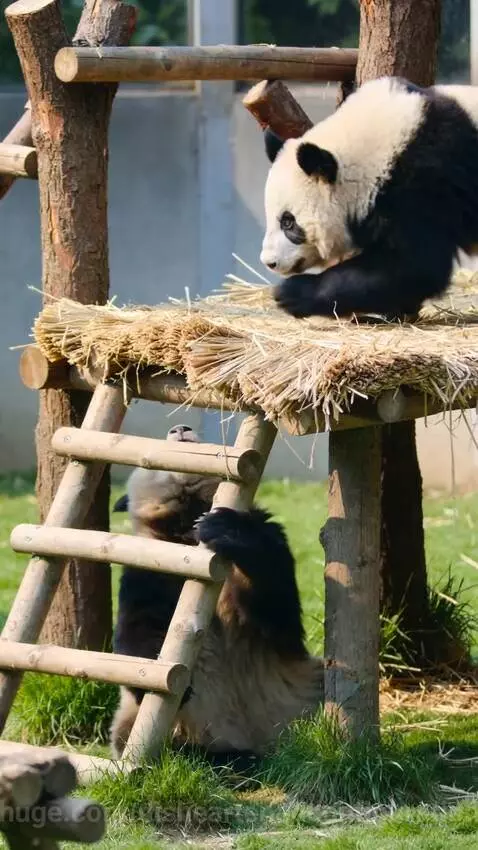 Two giant pandas climbing and playing in a green outdoor zoo enclosure with trees and a wooden structure.