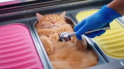 Fluffy orange cat sleeping peacefully while its fur is scooped into a waffle cone like ice cream.