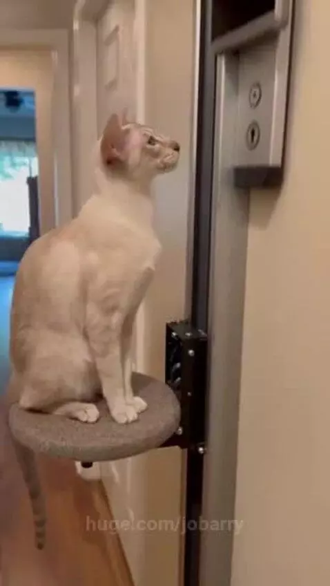 A light-colored cat stands on a platform and presses a smart doorbell button with its paw.