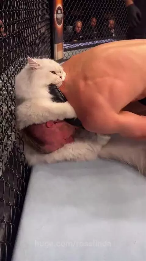 Fluffy white cat pinning a person's head in an MMA cage, referee counts to ten.