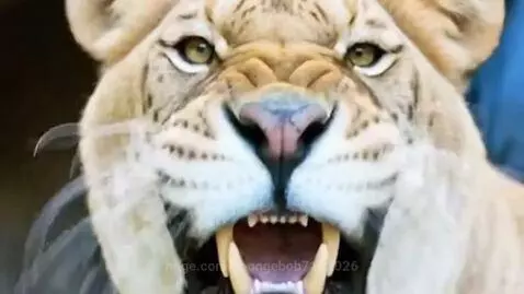 A large liger on a stage with handlers, showing aggressive behavior with bared teeth.