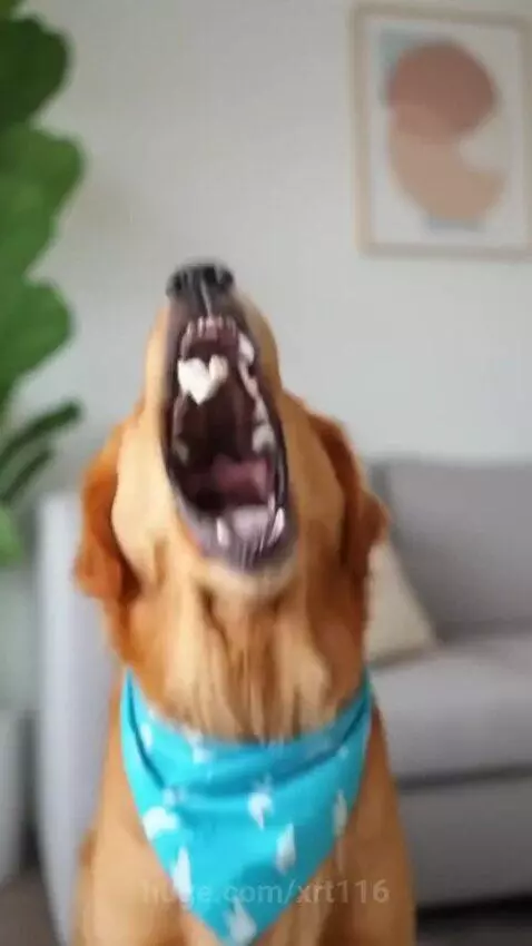 Golden retriever dog wearing a blue bandana sitting indoors, looking up intently as it catches a piece of popcorn in its mouth.