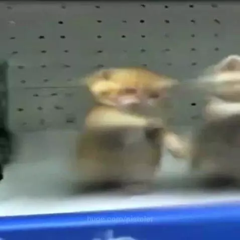 Several cute kittens standing on their hind legs, some wearing small knitted hats, in various indoor and outdoor settings.