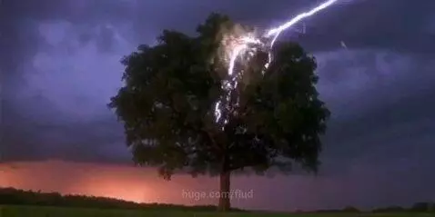 A lone tree in a field struck by lightning, its leaves instantly changing to vibrant autumn colors.