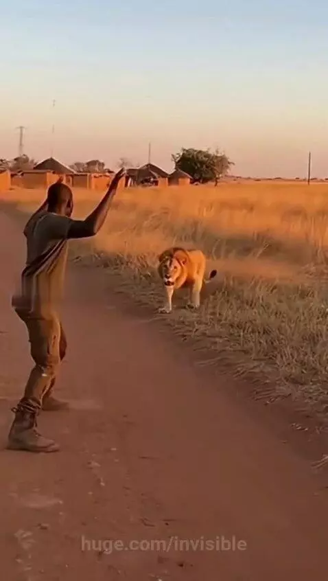 Man in green shirt facing a charging lion in a savanna with huts in the background at sunset.